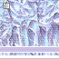 bluemoon18