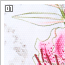 lilies01